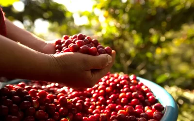 Divisas de café superan los US $900 millones